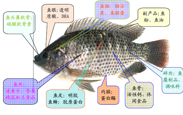 鱼头结构图解图片